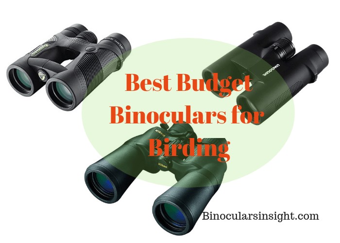 The Best Binoculars For Bird Watching
